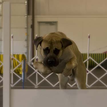 English Mastiff